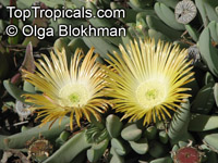 Glottiphyllum sp., Tongue Plant

Click to see full-size image