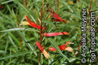 Lobelia laxiflora, Lobelia mexicana, Mexican Cardinal Flower, Mexican Lobelia

Click to see full-size image