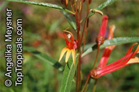 Lobelia laxiflora, Lobelia mexicana, Mexican Cardinal Flower, Mexican Lobelia

Click to see full-size image