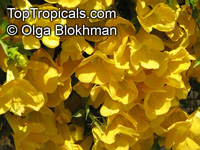 Dolichandra unguis-cati, Macfadyena unguis-cati, Doxantha unguis-cati, Bignonia tweediana, Cat's Claw

Click to see full-size image