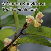 Mitrephora teysmannii, Maingay Mitrephora

Click to see full-size image
