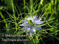 Nigella sp., Black Cumin, Nutmeg Flower, Roman Coriander, Love-in-a-mist

Click to see full-size image
