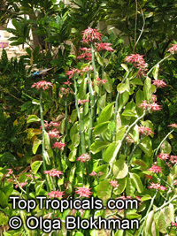 Euphorbia tithymaloides, Pedilanthus tithymaloides, Devil's backbone, Zigzag plant, Jacob's ladder

Click to see full-size image