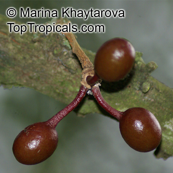 Monoon sclerophyllum, Polyalthia sclerophylla, Polyalthia
