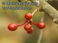 Monoon sclerophyllum, Polyalthia sclerophylla, Polyalthia

Click to see full-size image
