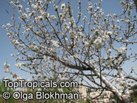Prunus avium, Wild Cherry, Sweet Cherry

Click to see full-size image