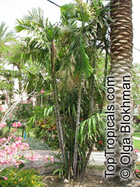 Ptychosperma macarthurii, Macarthur Palm, Macarthur Feather Palm

Click to see full-size image