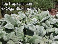 Salvia argentea, Silver Sage, Silver Salvia, Hobbits Foot

Click to see full-size image