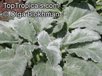 Salvia argentea, Silver Sage, Silver Salvia, Hobbits Foot

Click to see full-size image