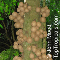 Stelechocarpus burahol, Burahol, Kepel Fruit

Click to see full-size image