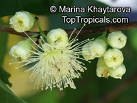Syzygium aqueum, Eugenia aquea, Water Cherry, Watery Rose Apple

Click to see full-size image