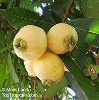 Syzygium jambos ( ) - 