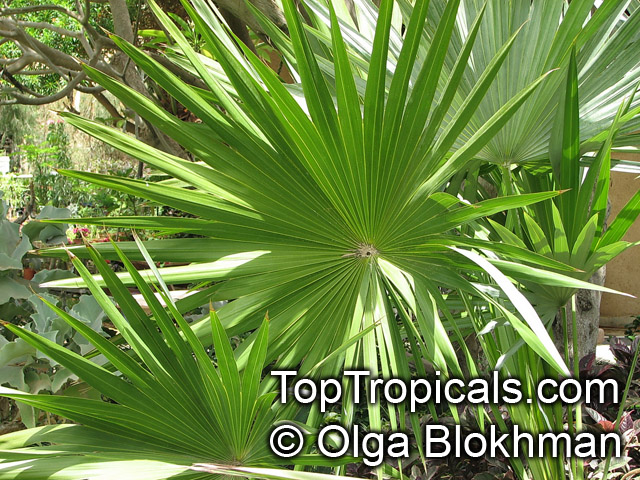 Thrinax morrisii, Simpsonia microcarpa, Thrinax keyensis, Thrinax microcarpa, Broom Palm, Key Thatch Palm