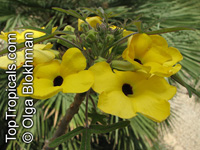 Uncarina decaryi, Uncarina