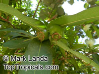 Syzygium jambos, Eugenia jambos, Jambosa jambos, Rose apple, Malabar Plum, Pomme rosa

Click to see full-size image