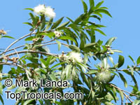 Syzygium jambos, Eugenia jambos, Jambosa jambos, Rose apple, Malabar Plum, Pomme rosa