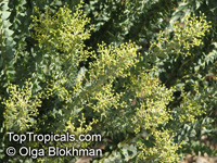 Acacia sp., Prickly Moses, Khair

Click to see full-size image