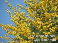 Acacia karroo - seeds

Click to see full-size image
