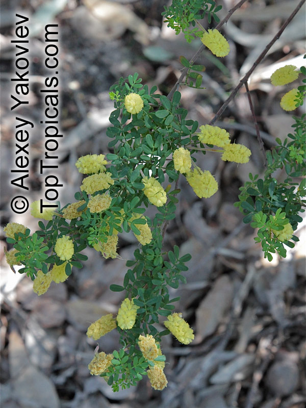 Acacia sp., Prickly Moses, Khair. Acacia leioderma