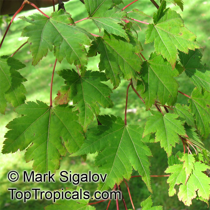 Acer sp., Red Maple, Soft Maple. Acer micranthum