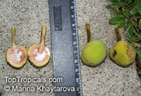 Artocarpus dadah, Green Tampang

Click to see full-size image
