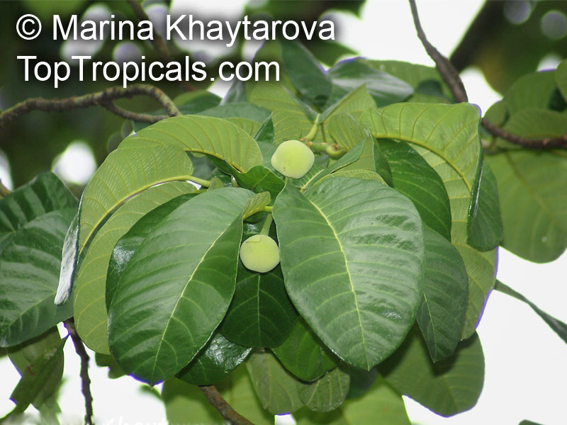 Artocarpus dadah, Green Tampang