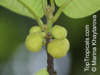 Artocarpus dadah, Green Tampang

Click to see full-size image