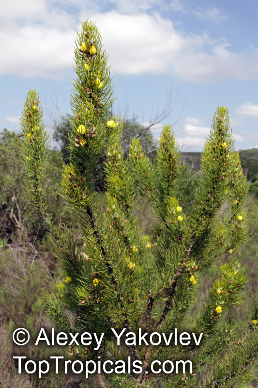 Aspalathus sp., Cape Gorse. Aspalathus burchelliana