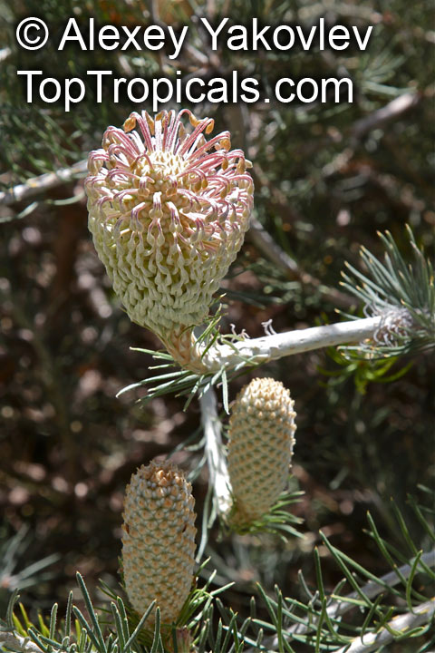 Banksia sp., Banksia. Banksia scabrella