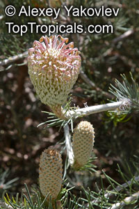 Banksia sp., Banksia

Click to see full-size image