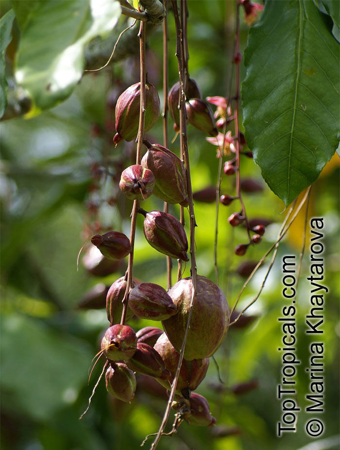 Barringtonia racemosa, Putat Kampung, Fish-killer Tree, Fish-poison Wood, Freshwater Mangrove