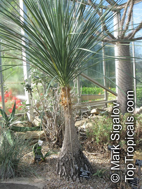 Beaucarnea gracilis, Nolina gracilis, Mexican Pony Tail Palm, Sotolin 