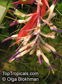 Billbergia nutans, Billbergia linearifolia, Billbergia minuta, Bromeliad Queen of Tears, Friendship Plant

Click to see full-size image