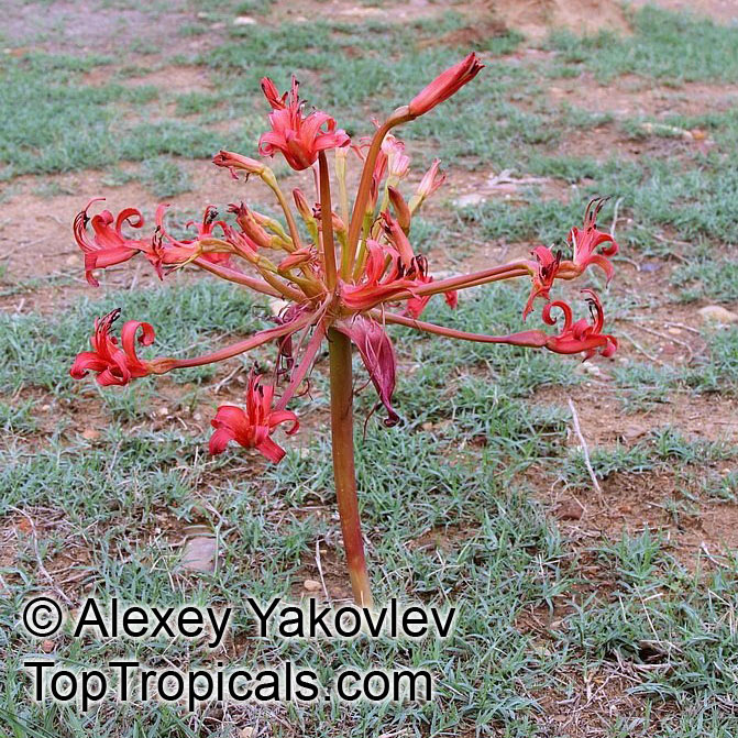 Brunsvigia orientalis, Candelabra Flower, King Candelabra, Chandelier Lily