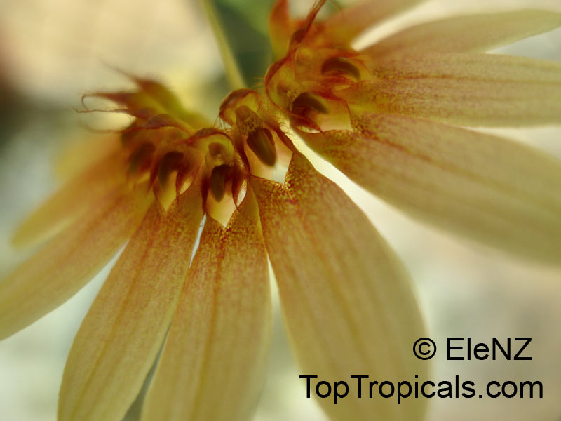 Bulbophyllum sp., Bulbophyllum. Bulbophyllum makoyanum