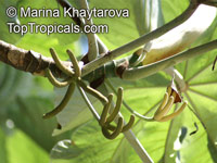 Cecropia peltata, Cecropia, Yagrumo, Guarumo