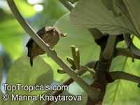 Cecropia peltata, Cecropia, Yagrumo, Guarumo