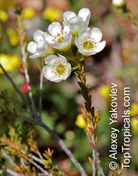 Chamelaucium leptocaulum, Waxflower

Click to see full-size image