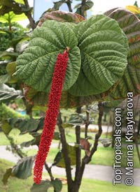 Coccoloba rugosa, Red-flowered Sea Grape, Cardboard Leaf

Click to see full-size image