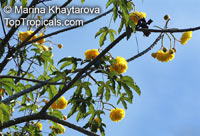 Cochlospermum regium, Yellow Cotton Tree 

Click to see full-size image