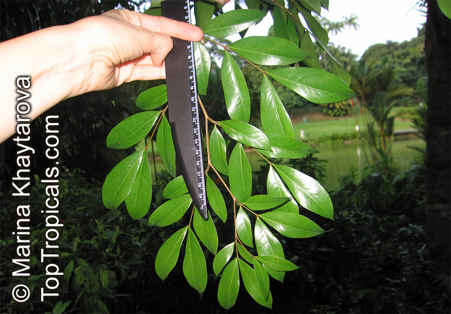 Cynometra malaccensis, Kekatong, Katong Katong, Belangan