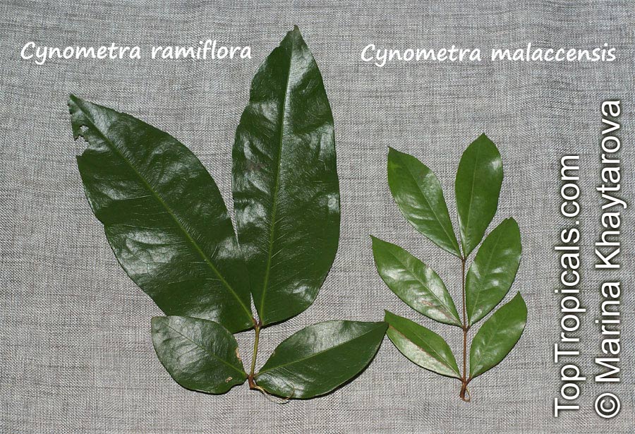 Cynometra ramiflora, Balitbitan, Catong Laut