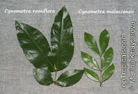 Cynometra ramiflora, Balitbitan, Кatong Laut

Click to see full-size image