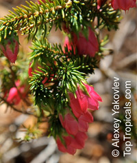 Darwinia sp., Mountain Bells

Click to see full-size image