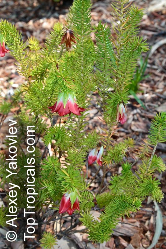 Darwinia sp., Mountain Bells. Darwinia oxylepis