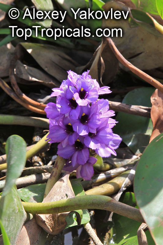 Eichhornia azurea, Anchored Water Hyacinth