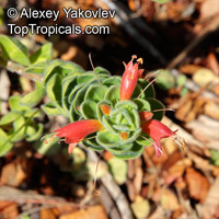 Eremophila sp., Emu bush. Eremophila splendens