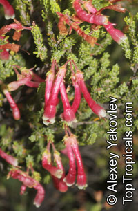 Erica discolor, Two-color Heath

Click to see full-size image