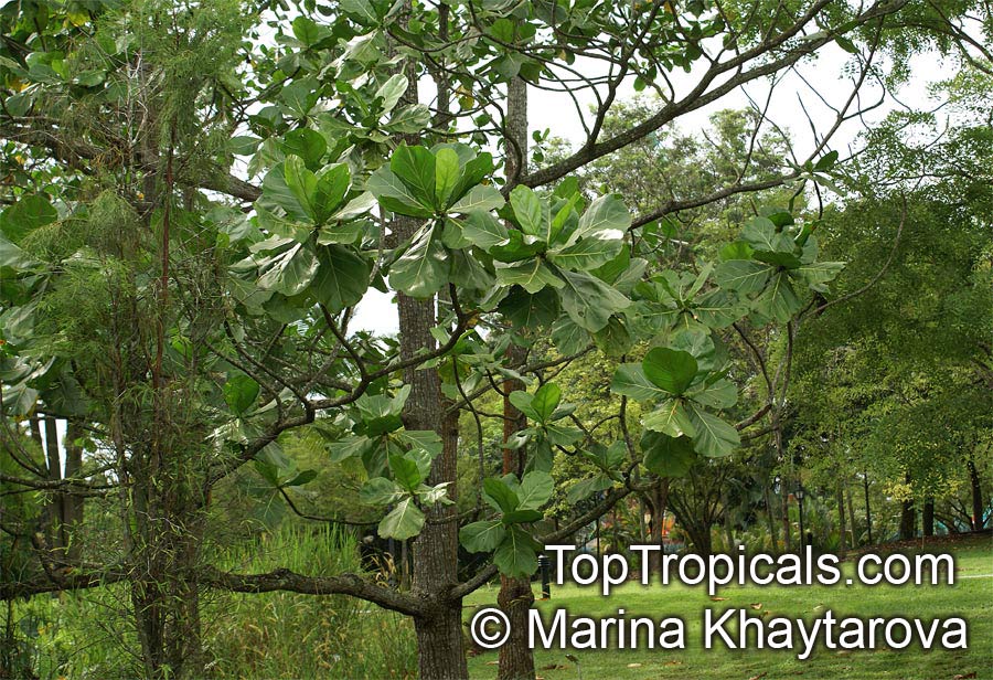 Limahlania crenulata, Fagraea crenulata , Cabbage Tree, Malabera