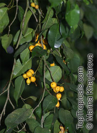 Ficus benjamina, Benjamin Fig, Benjamin Tree